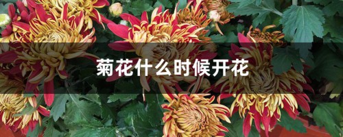 菊花什么时候开花，菊花的图片