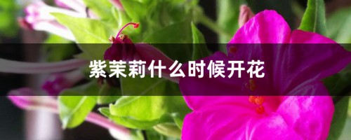 紫茉莉什么时候开花