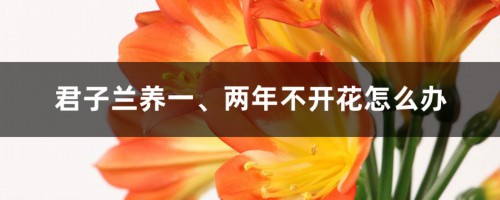 君子兰养一、两年不开花？教你2招，2个月长出花芽，不夹箭！