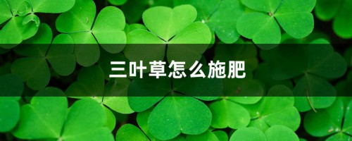 三叶草怎么施肥