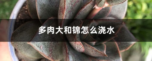 多肉大和锦怎么浇水